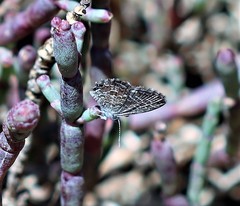 Theclinesthes sulpitius