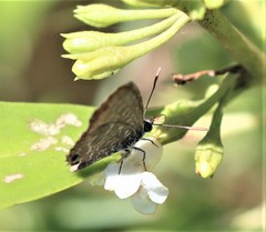 Theclinesthes sulpitius