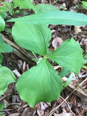 Trillium cernuum