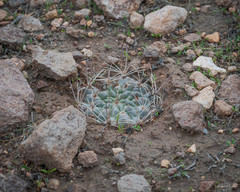 Neowerdermannia chilensis