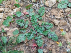 Erodium telavivense