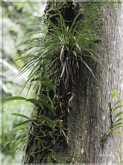 Bulbophyllum affine