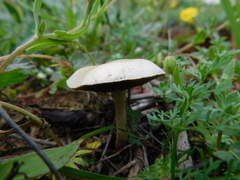 Candolleomyces candolleanus