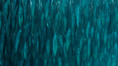 Macroramphosus gracilis