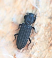 Bothrideridae