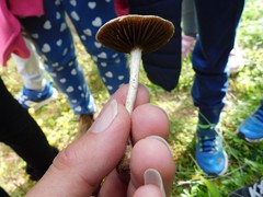 Candolleomyces candolleanus