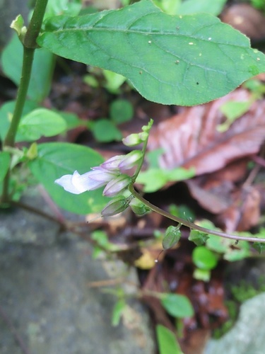 Rhynchoglossum klugioides