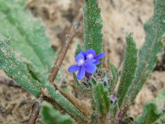 Anchusa aggregata