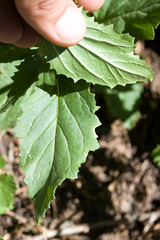 Scrophularia desertorum