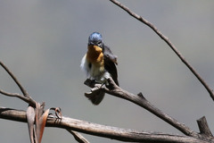 Myiagra cyanoleuca