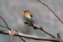 Myiagra cyanoleuca