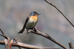 Myiagra cyanoleuca