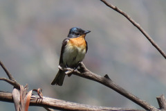 Myiagra cyanoleuca
