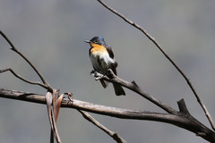 Myiagra cyanoleuca