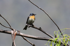 Myiagra cyanoleuca