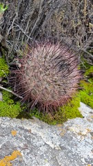 Neowerdermannia chilensis