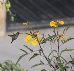 Cynanthus latirostris