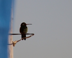 Cynanthus latirostris