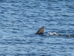 Ginglymostoma cirratum