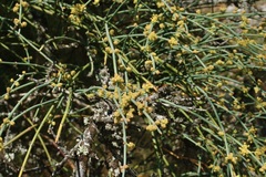 Ephedra fragilis