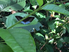 Euthalia monina monina