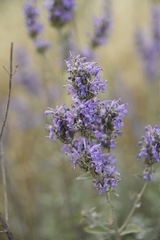 Nepeta curviflora