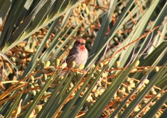 Haemorhous mexicanus