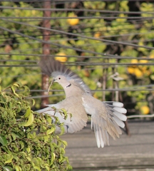Streptopelia decaocto