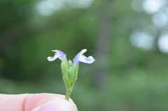 Craterostigma plantagineum image