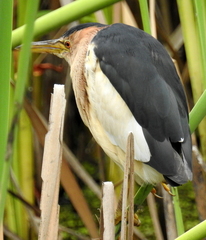 Ixobrychus minutus payesii