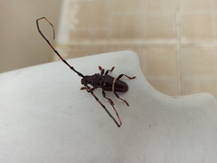 Trachyderes succinctus