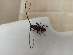 Trachyderes succinctus