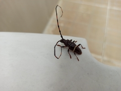 Trachyderes succinctus