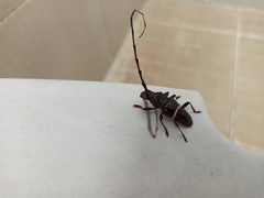 Trachyderes succinctus