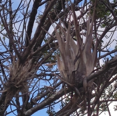 Tillandsia bourgaei