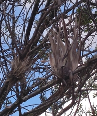 Tillandsia bourgaei