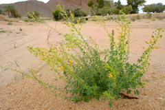Cleome foliosa