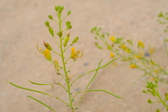Cleome foliosa