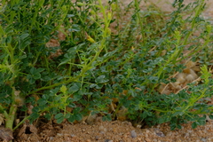 Cleome foliosa