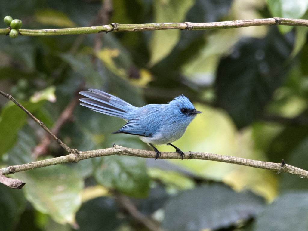 African Blue Flycatcher (Elminia longicauda) photo