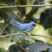 African Blue Flycatcher - Photo (c) Sergey Yeliseev, some rights reserved (CC BY-NC), uploaded by Sergey Yeliseev