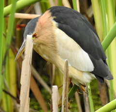 Ixobrychus minutus payesii