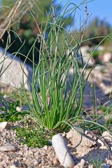 Asphodelus tenuifolius