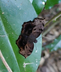 Achlyodes busirus heros