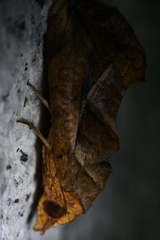 Oraesia emarginata