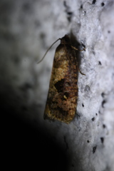 Cryptaspasma