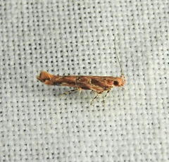 Anatrachyntis rileyi