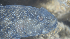 Mauligobius maderensis