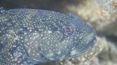 Mauligobius maderensis