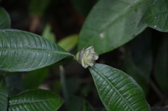 Palicourea glomerulata